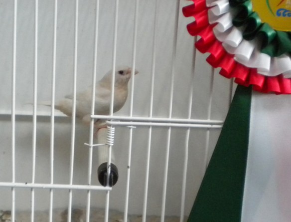 Campionato Italiano Rimini 2012 (1° class. cat. Ino)