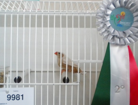 Campionato Italiano Rimini 2012 (2° class. guancia femmine)