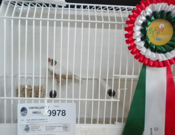 Campionato Italiano Rimini 2012 (1° class. guancia femmina)