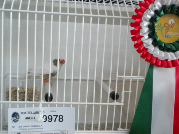 Campionato Italiano Rimini 2012 (1° class. guancia femmina)