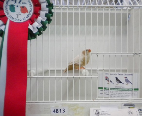 Campionato Italiano Pordenone 2011 (1° class guancia femmine)