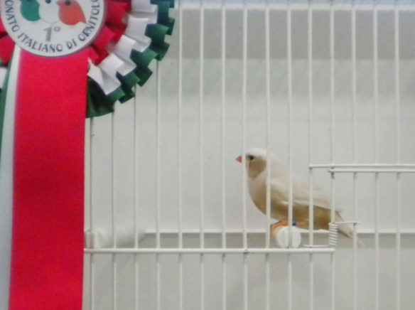 Campionato Italiano Pordenone 2011 (1° class guancia femmine)