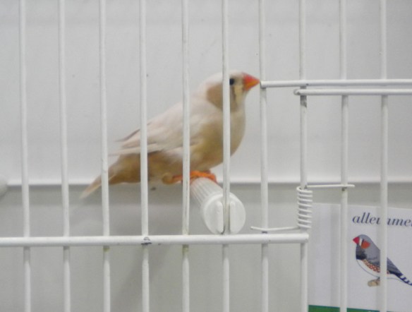 Campionato Italiano Pordenone 2011 (1° class guancia femmine)