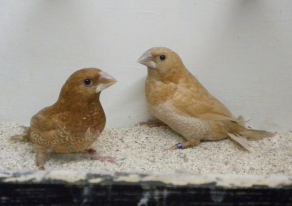 Rosso bruno e rosso bruno pastello a confronto