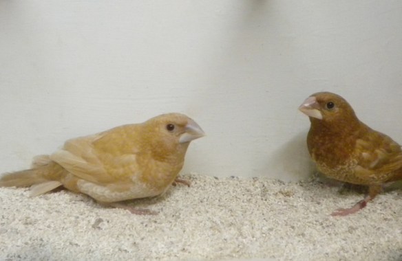 Rosso bruno e rosso bruno pastello a confronto