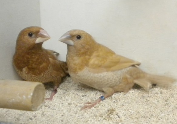 Rosso bruno e rosso bruno pastello a confronto