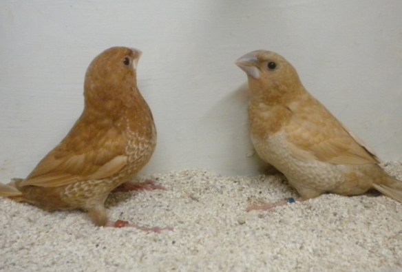 Rosso bruno e rosso bruno pastello a confronto