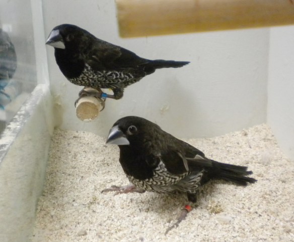 Nero grigio (coppia)