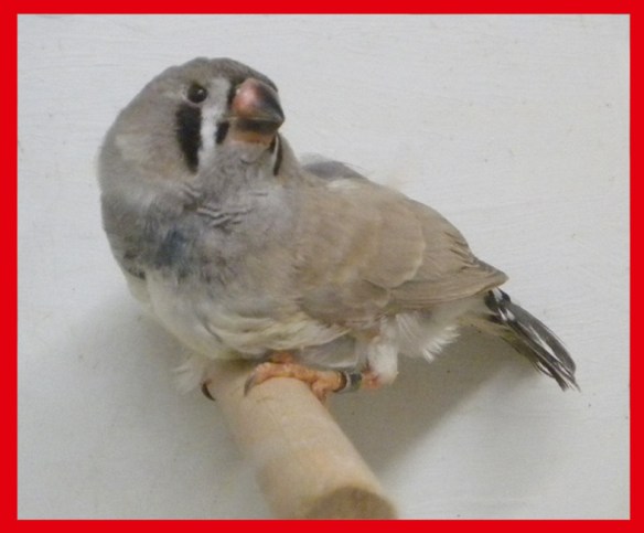 Grigio dorso chiaro (maschio) a 35 giorni