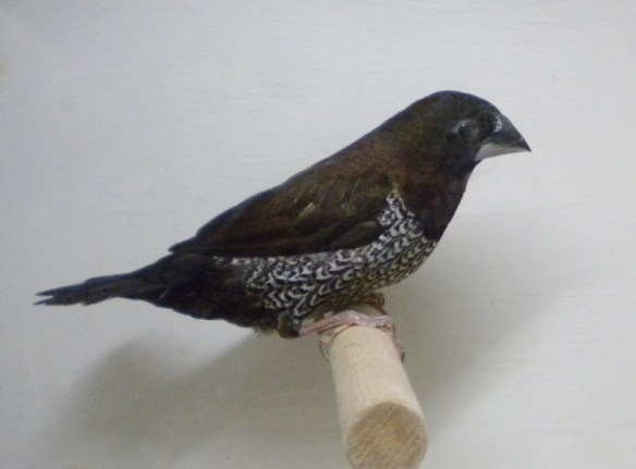 soggetto con disegno ventrale non a lisca di pesce quindi fuori standard