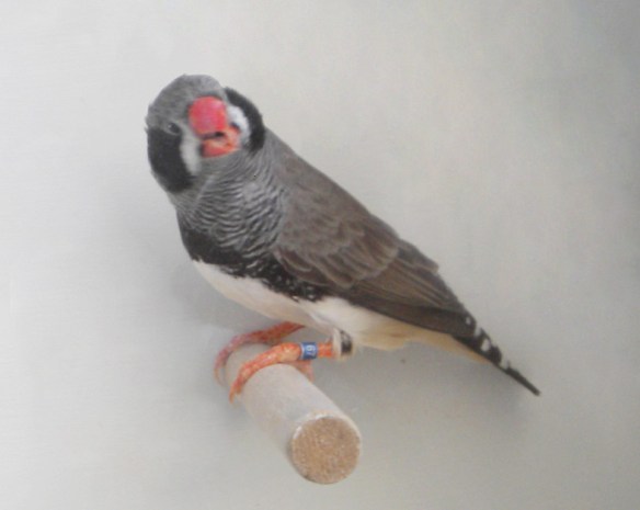 Grigio guancia nera (maschio) con fianchi poco evidenti