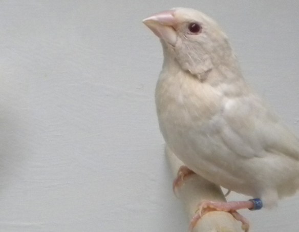 soggetto con poca ossidazione che presenta un disegno ventrale poco evidente