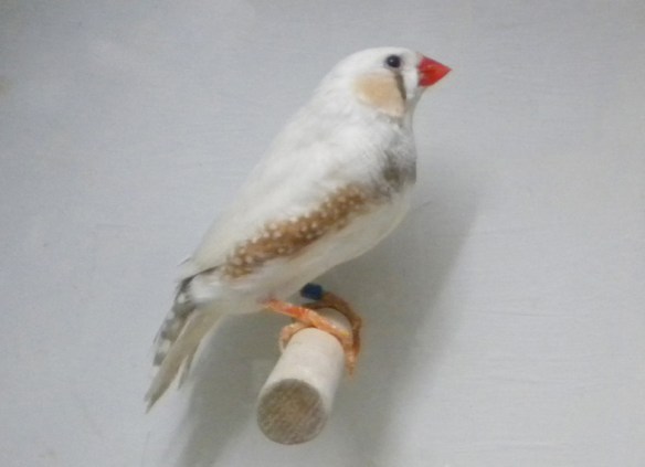 maschio con disegni eumelanici troppo ossidati