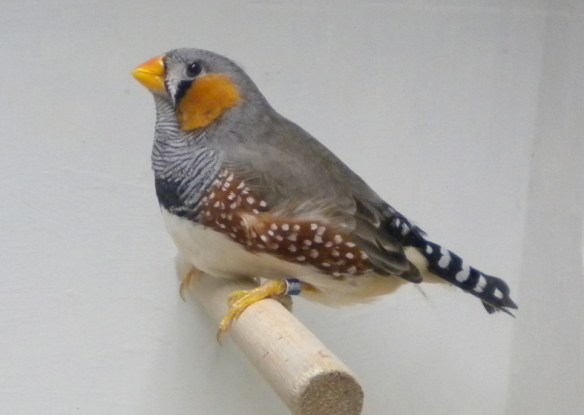 maschio dal becco troppo color arancio