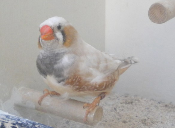 Maschio dal dorso inquinato e con colore delle guance non uniforme e troppo arancio