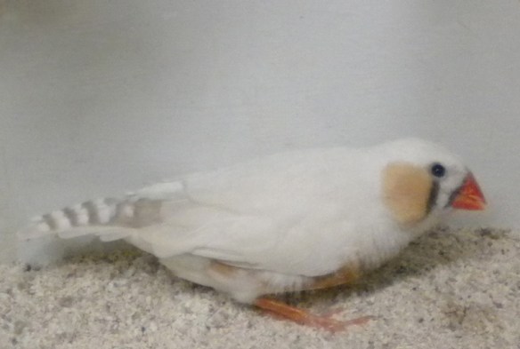 maschio con disegni eumelanici molto scarichi