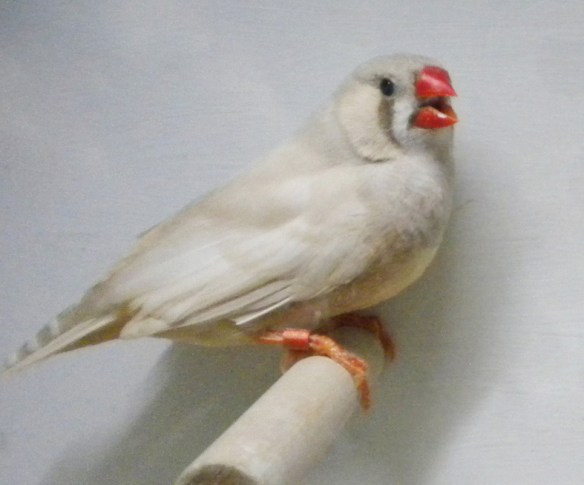 maschio con guancia troppo carica di colore e dorso sporco e poco uniforme