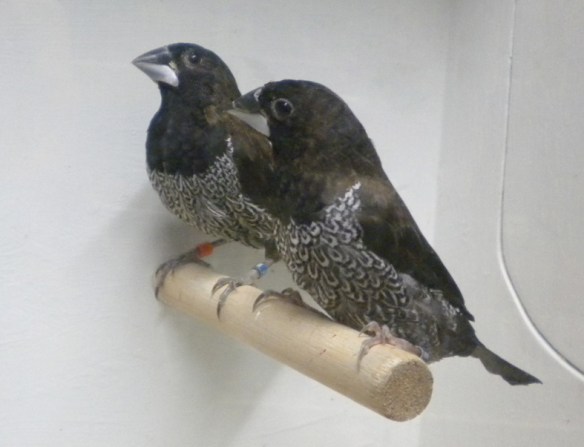 il soggetto in secondo piano presenta un disegno ventrale poco contrastato