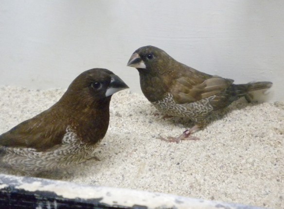 soggetto in secondo piano con becco troppo chiaro