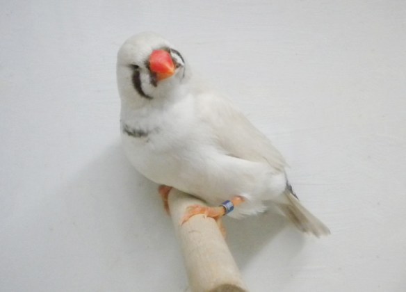 femmina dal ventre inquinato