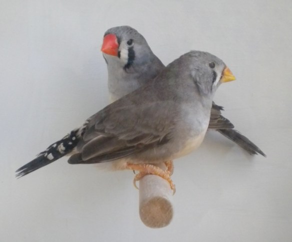 femmina con becco troppo arancio