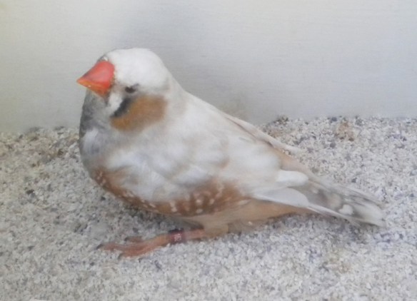 Maschio dal dorso inquinato e con colore delle guance non uniforme e troppo arancio