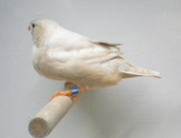 femmina con dorso sporco e poco uniforme