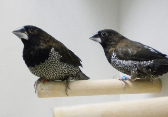 Il soggetto a sinistra presenta un disegno troppo fitto