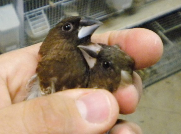 soggetto a destra dal becco chiaro