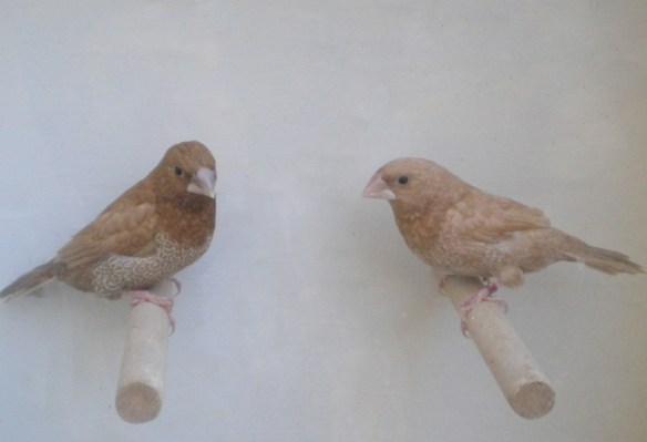 soggetto pastello a confronto con un rosso bruno dalla forte carica feomelanica