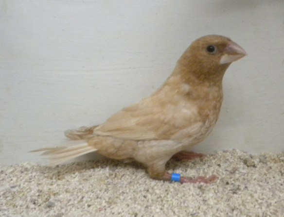 soggetto con un forte schiarimento dorsale e ventrale quindi con colorazione generale poco omogenea