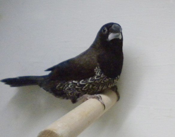 soggetto con disegno scomposto