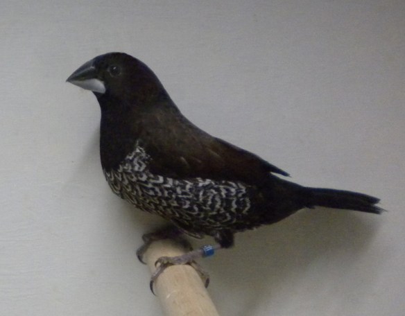 soggetto con disegno troppo fitto