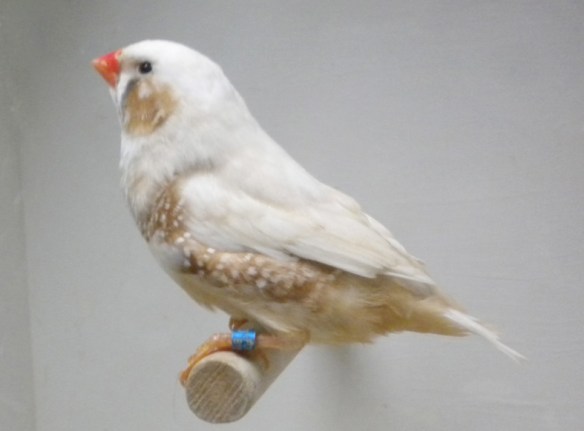 maschio con evidenti pezzature e dal dorso sporco