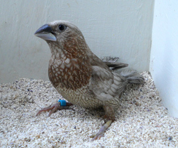 Perla bruno (femmina)