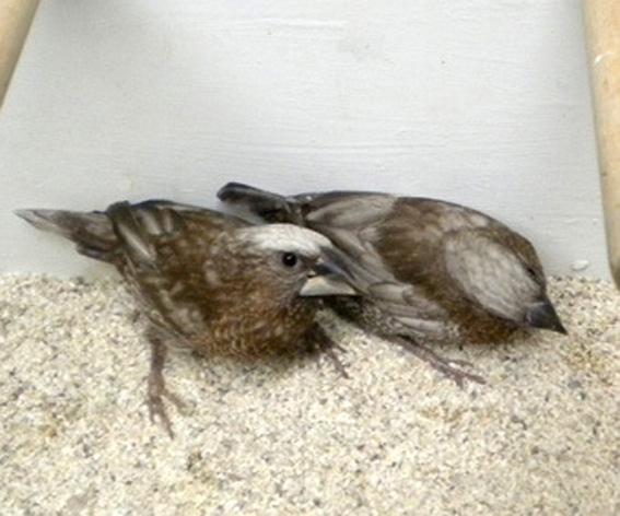 due soggetti molto ossidati ma con poco appastellamento nelle zone dove è richiesto dallo standard