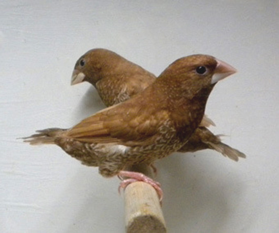 Rosso bruno (coppia)