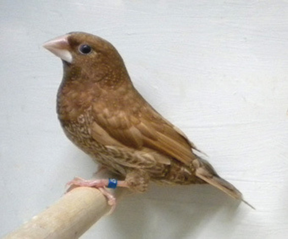 soggetto con disegno ventrale scomposto