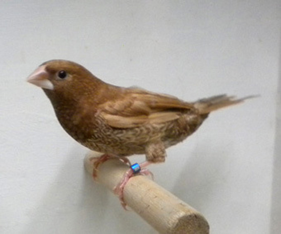 Rosso bruno (maschio)