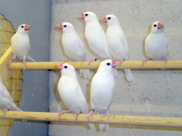 Colonia di padda bianco in voliera