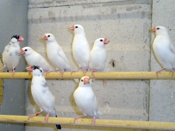 Colonia di padda bianco in voliera