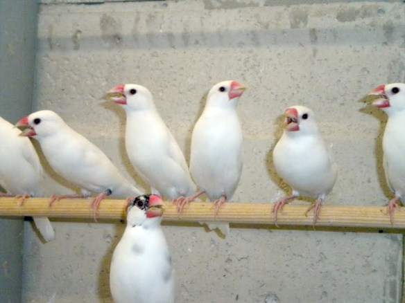 Colonia di padda bianco in voliera