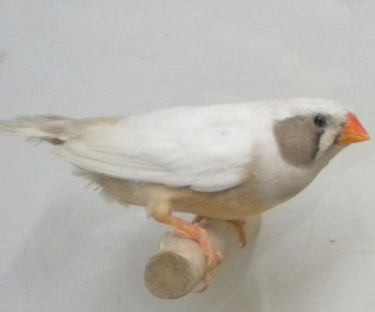 Grigio guancia (femmina)