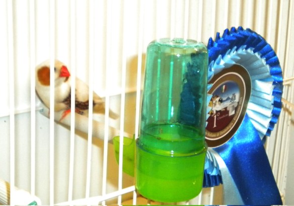 Campionato Italiano Ercolano 2009 (1° class. cat. feo e guancia maschi)