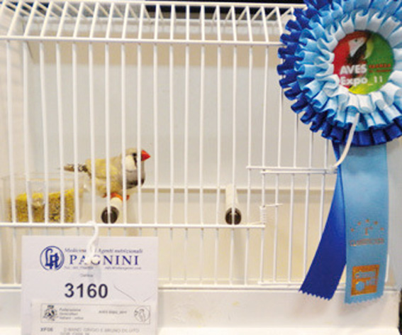 Exotica 2011 (1° class. diluito maschio)