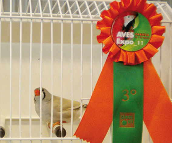 Exotica 2011 (3° class. diluito femmina)