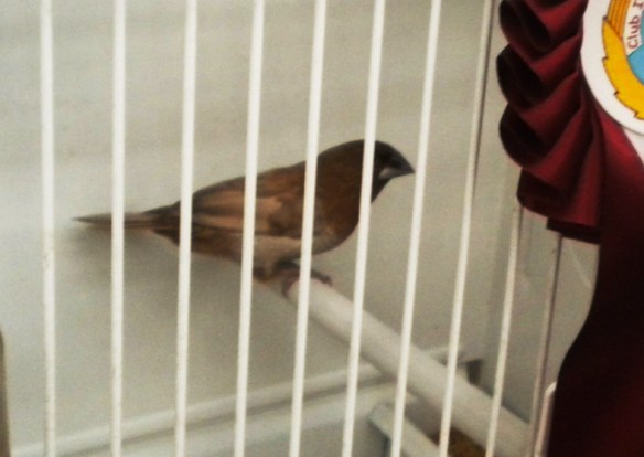 Exotica 2012 (2° class. cat. moka bruno)