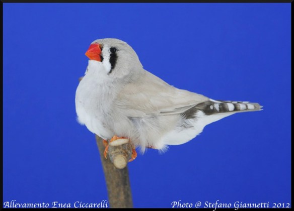 Grigio dorso chiaro diluito (femmina)