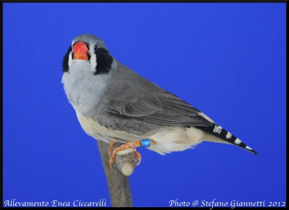 Grigio guancia nera (femmina)