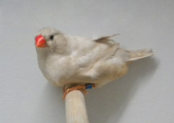 Bruno diluito (femmina)